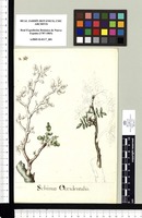 Schinus Occidentalis. Original drawing from Sessé & Mociño's Expedition (1787-1803)