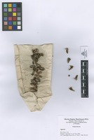 Agyneia sp. L.; Fruits and seeds.