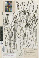 Isotype of Euphrasia navasii Sennen [family SCROPHULARIACEAE]