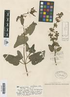 Isotype of Stachys coccinea Ortega [family LABIATAE]