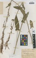 Type of Rumex salae Sennen [family POLYGONACEAE]