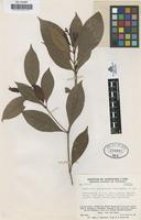 Isotype of Psychotria perijaensis Steyerm. [family RUBIACEAE]