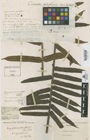 Type of Clementea palmiformis Cav [family MARATTIACEAE]