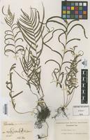 Type of Davallia pinnata Cav. [family DAVALLIACEAE]
