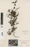 Type of Ugena microphylla Cav. [family SCHIZAEACEAE]