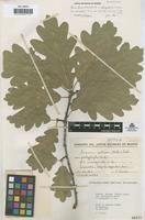 Lectotype of Quercus petraea (Matt.) Liebl. f. emarginata Vicioso [family FAGACEAE]