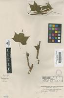 Filed as Jatropha curcas L. [family EUPHORBIACEAE]