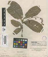 Filed as Petrea volubilis L. [family VERBENACEAE]