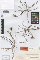 Type of Taraxacum neo-aellenii vS. [family COMPOSITAE]