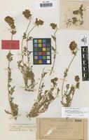 Lectotype of Anthyllis vulneraria L. var. tremedalis Pau [family LEGUMINOSAE-PAPILIONOIDEAE]