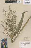 Original material of Avena sativa L. [family GRAMINEAE]