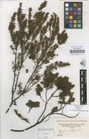 Original material of Hypericum brathys Small [family GUTTIFERAE]