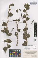 Original material of Chamaecrista rotundifolia (Pers.) Greene var. grandiflora (Benth.) Irwin & Barneby [family LEGUMINOSAE-CAESALPINIOIDEAE]