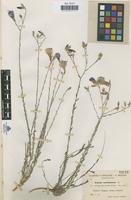Type of Linum narbonense L. var. forarvifolium [family LINACEAE]