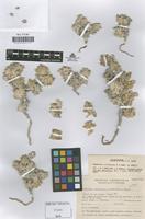 Isotype of Gomphrena colosacana Hunz. & R.Subils [family AMARANTHACEAE]