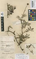 Lectotype of Acaena argentea Ruiz & Pav. [family ROSACEAE]