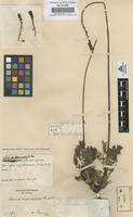 Original material of Acaena pinnatifida Ruiz & Pav. [family ROSACEAE]