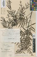Original material of Schinus molle L. [family ANACARDIACEAE]
