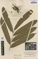 Original material of Talisia pinnata (Ruiz & Pav.) Radlk. [family SAPINDACEAE]