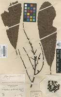 Original material of Cespedesia spathulata (Ruiz & Pav.) Planch. [family OCHNACEAE]