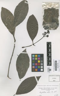 Original material of Psychotria alba Ruiz & Pav. [family RUBIACEAE]
