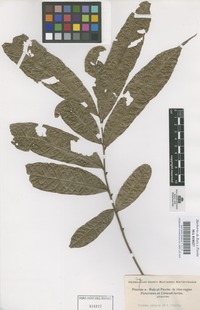 Original material of Talisia pinnata (Ruiz & Pav.) Radlk. [family SAPINDACEAE]