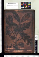 Annona nitida. Copperplate from the Flora Peruviana et Chilensis publication (1792-1822)