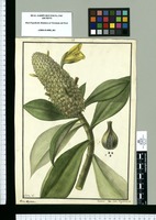 Costus argenteus / I[sidro] Galvez del. ; Vicentius Lopez Enguidanos Sc. Original drawing from Ruiz & Pavón Expedition (1777-1816)