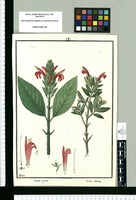 Justicia spicata y Justicia sericea / Galvez. Original drawing from Ruiz & Pavón's Expedition (1777-1816)