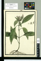 Dianthera ciliata / Brunete. Original drawing from Ruiz & Pavón's Expedition (1777-1816)