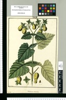 Calceolaria tomentosa / Fran[cis]co Pulgar. Original drawing from Ruiz & Pavón's Expedition (1777-1816)
