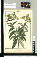 Calceolaria salicifolia / Galvez. Original drawing from Ruiz & Pavón's Expedition (1777-1816)