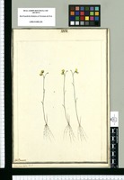 Utricularia bífida / J[ose]ph Brunete. Original drawing from Ruiz & Pavón's Expedition (1777-1816)