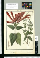 Salvia longiflora, Salvia cuspidata / Ysidro de Galvez. Original drawing from Ruiz & Pavón's Expedition (1777-1816)