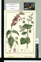 Salvia excisa y Salvia rhombifolia / lo dibuxó J[osep]h Rubio. Original drawing from Ruiz & Pavón's Expedition (1777-1816)