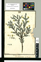 Columellia obovata (Ulux) / Ysidro Galvez. Original drawing from Ruiz & Pavón's Expedition (1777-1816)