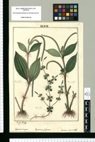 Peperomia tetragona, Peperomia filiformis y Peperomia septemnervisa [sic] / Joseph Rubio. Original drawing from Ruiz & Pavón's Expedition (1777-1816)
