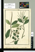 Peperomia acuminata, Peperomia scandens y Peperomia obliqua / Ysidro de Galvez. Original drawing from Ruiz & Pavón's Expedition (1777-1816)