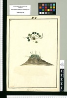 Peperomia tuberosa / Ysidro Galvez. Original drawing from Ruiz & Pavón's Expedition (1777-1816)