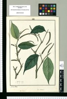 Piper lineatum y Piper dichotomum / Joseph Rubio. Original drawing from Ruiz & Pavón's Expedition (1777-1816)