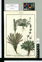 Valeriana coarctata, Valeriana spathulata y Valeriana serrata / Isidro de Galvez. Original drawing from Ruiz & Pavón's Expedition (1777-1816)