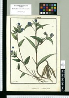 Commelina gracilis y Commelina fasciculata / Isidro de Galvez. Original drawing from Ruiz & Pavón's Expedition (1777-1816)