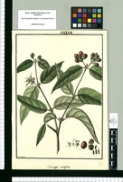 Callicarpa cordifolia / Fran[cis]co Pulgar. Original drawing from Ruiz & Pavón's Expedition (1777-1816)