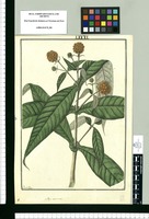 Buddeja [sic] connata / Fran[cis]co Pulgar. Original drawing from Ruiz & Pavón's Expedition (1777-1816)