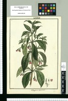 OHigginsia verticillata / Brunete. Original drawing from Ruiz & Pavón's Expedition (1777-1816)