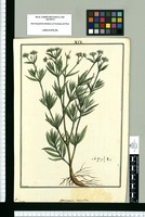 Spermacoce corymbosa / Brunete. Original drawing from Ruiz & Pavón's Expedition (1777-1816)