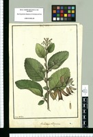 Embotrium [sic] obliquum / Ysidro de Galvez. Original drawing from Ruiz & Pavón's Expedition (1777-1816)
