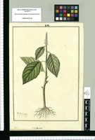 Rivina secunda. Original drawing from Ruiz & Pavón's Expedition (1777-1816)