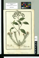 Heliotropium corymbosum y Quinchamalium procumbens / I[idro] Galvez del. Original drawing from Ruiz & Pavón's Expedition (1777-1816)