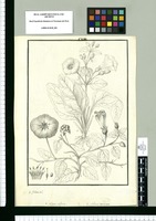 Nolana inflata y Nolana coronata / Is[idro] Galvez del. Original drawing from Ruiz & Pavón's Expedition (1777-1816)